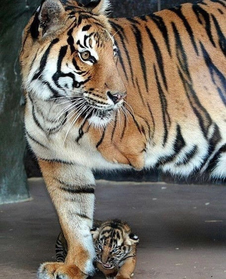 Жирные тигры вместе