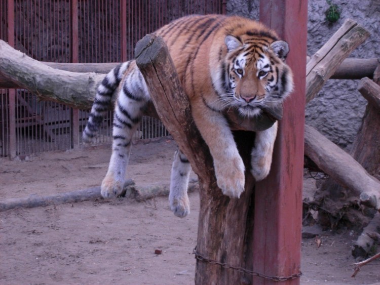 Пухленький тигр