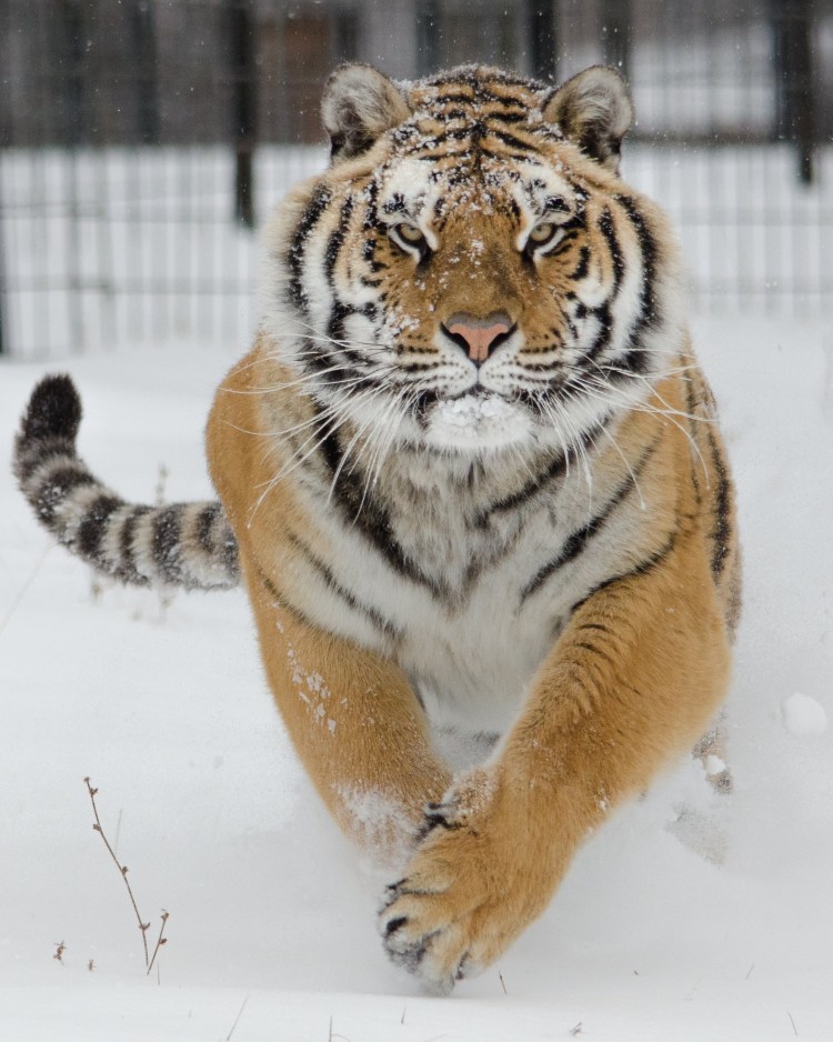 Амурские тигры растолстели