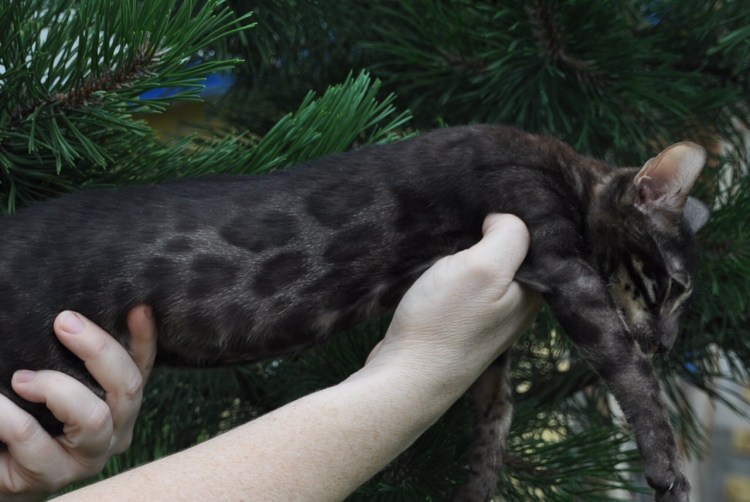 Бенгальская кошка черная