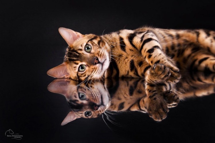 Бенгальская кошка