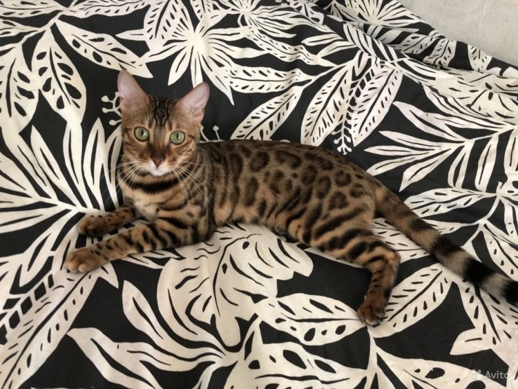 Полосатый угольный бенгальский кот