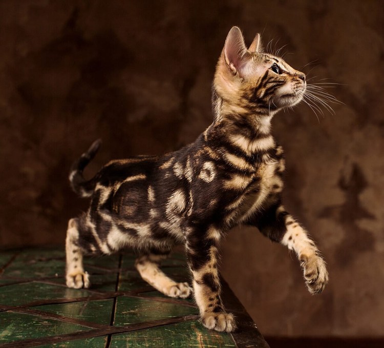 Бенгальская кошка миланист