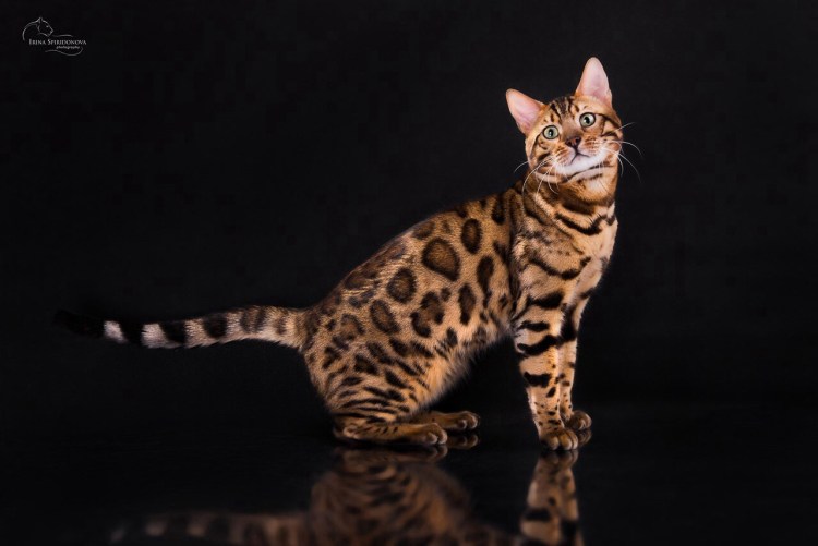 Тойгер бенгал кот