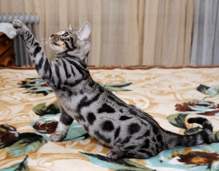 Черный бенгальский котенок