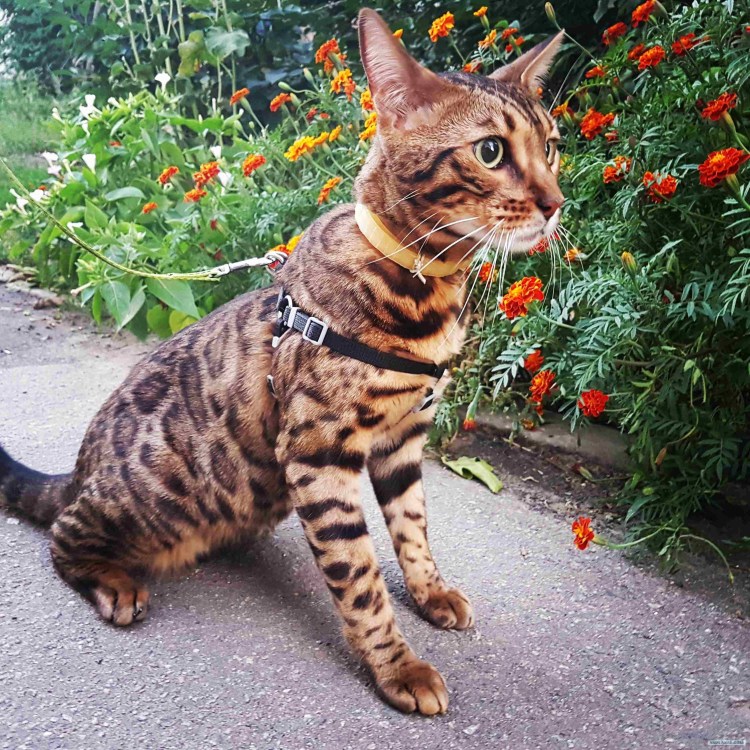 Бенгальская кошка меланистик