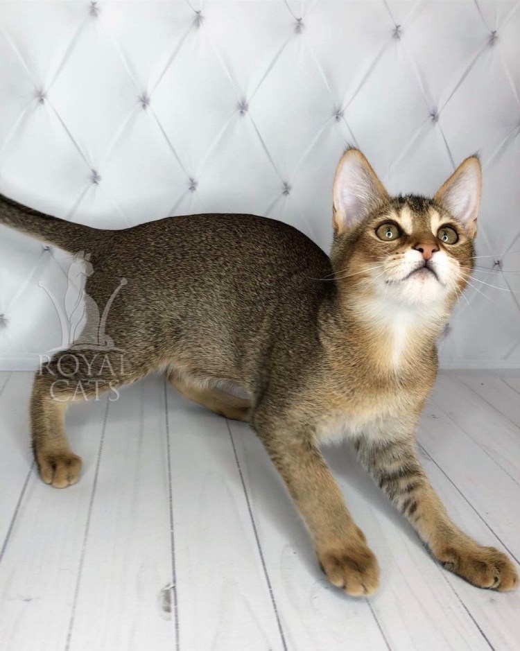 Чаузи кошка вес