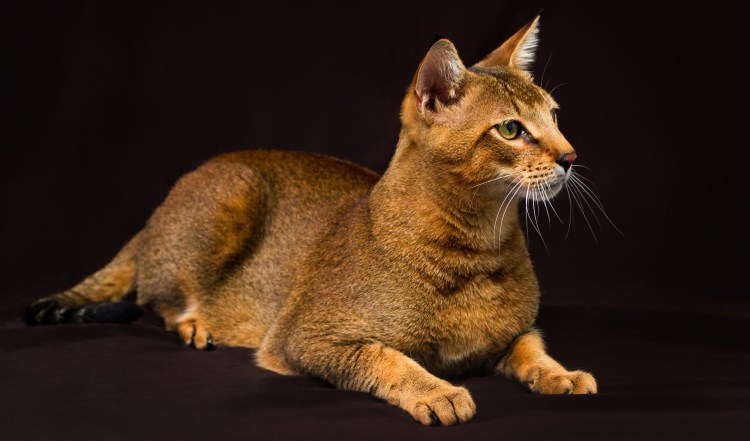 Чаузи кошка ф1