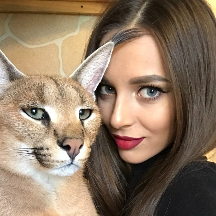 Чаузи кошка Астрид