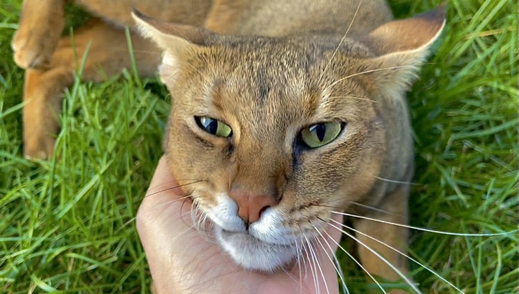 Чаузи кошка рыжая