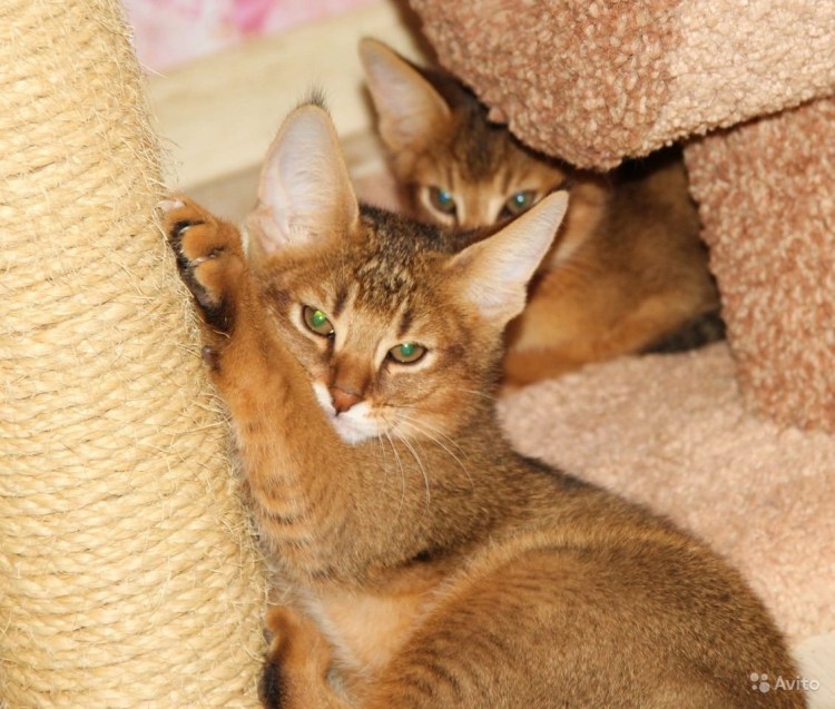 Чаузи ф1 с кисточками на ушах фото