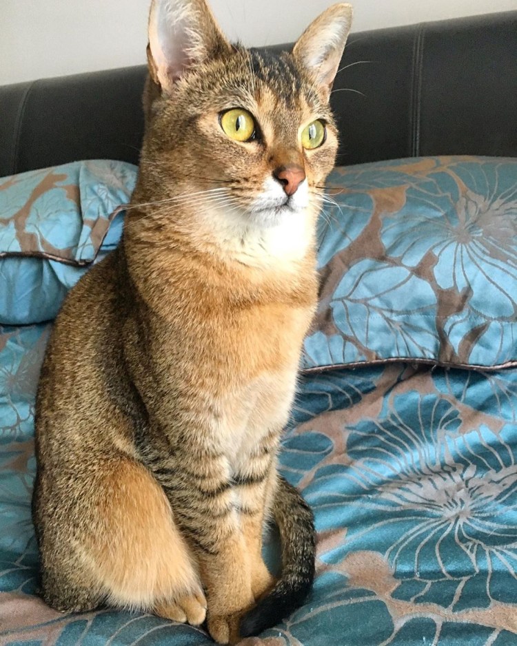 Чаузи кошка Размеры