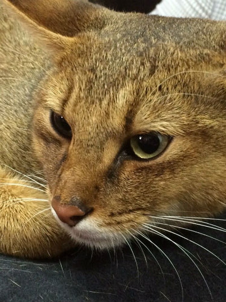 Чаузи цвета