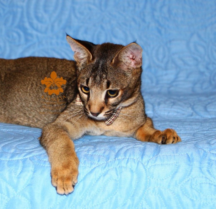 Породы кошек похоже на хауси