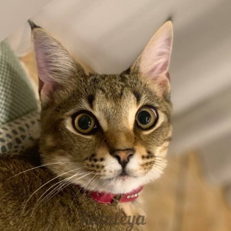 Экзотический кот чаузи