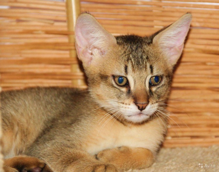 Камышовый кот чаузи