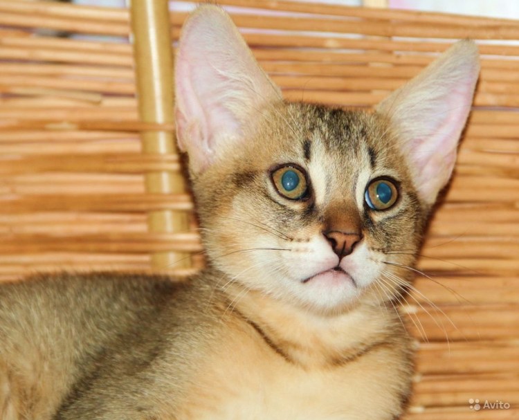 Чаузи и Абиссинская