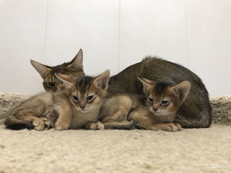 Новорождённых чаузи