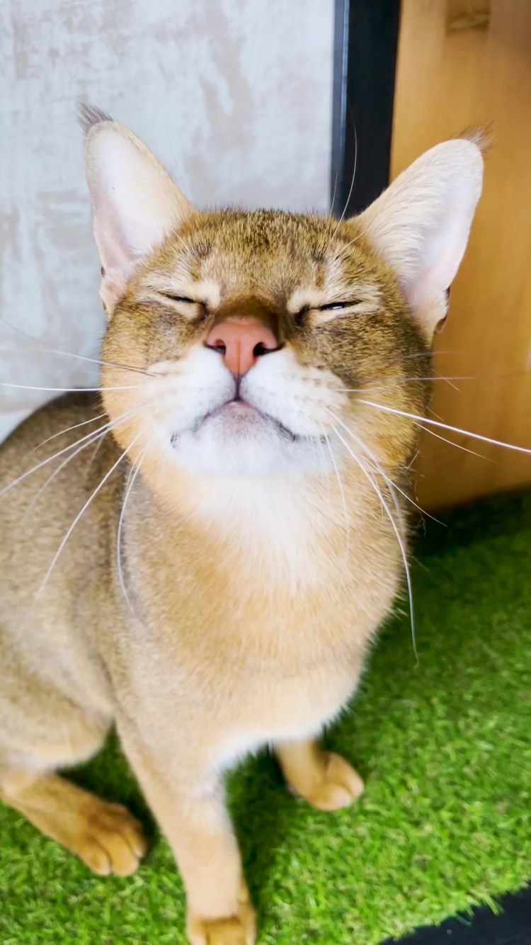 Метис чаузи