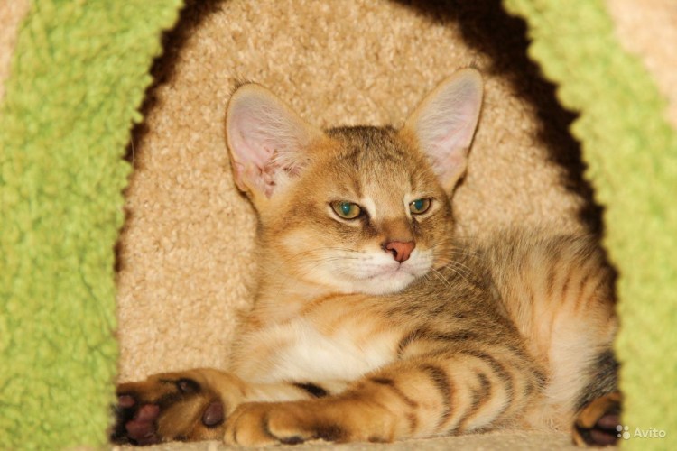 Кот чаузи ф1