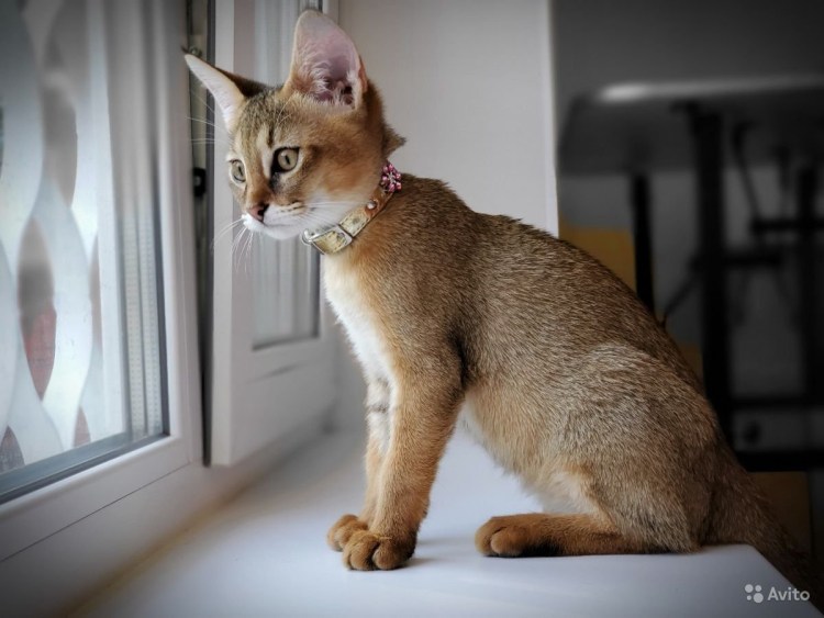 Котята чаузи ф1