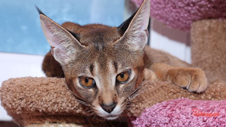 Кошка чаузи f1