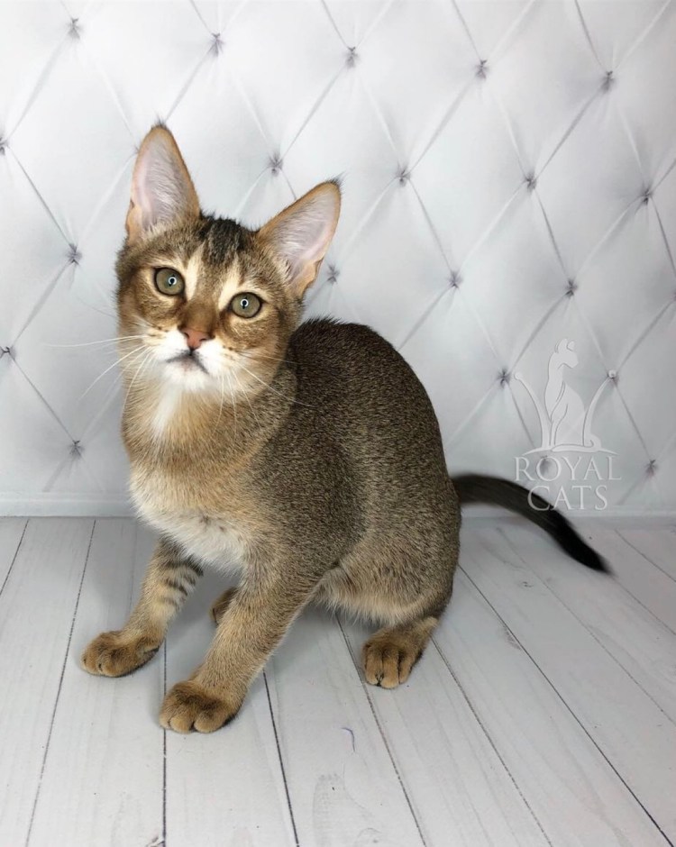 Чаузи кошка ф1