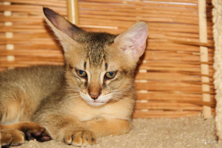 Чаузи ф1 полосатый