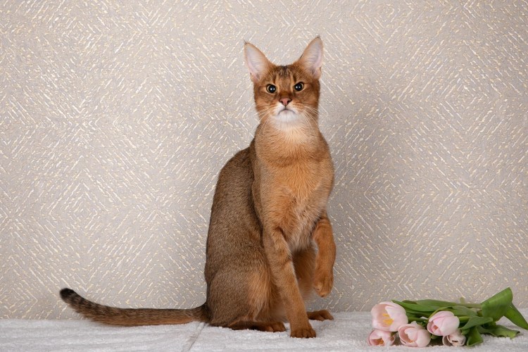 Чаузи кошка ф2