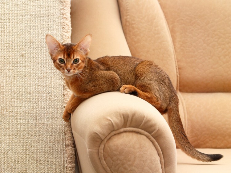 Чаузи длинношерстные