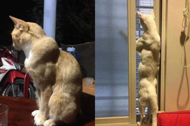 Коты с мускулами