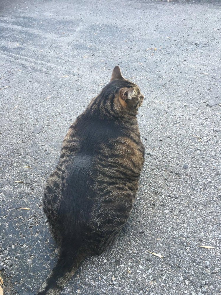 Накаченный котик