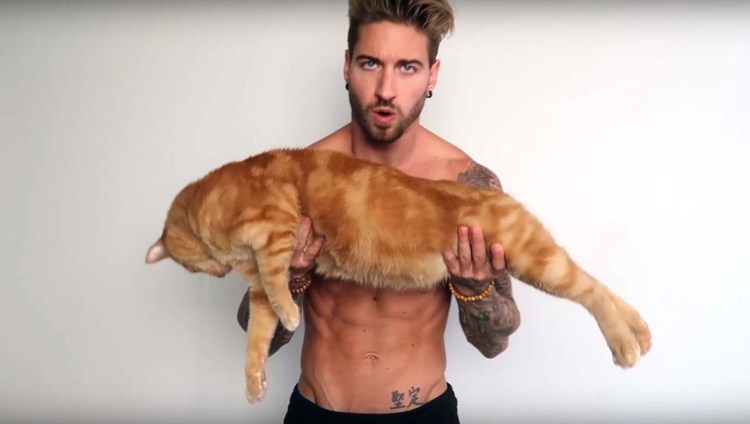 Кот в каске