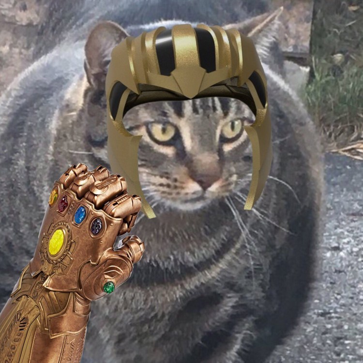 Перекаченный кот