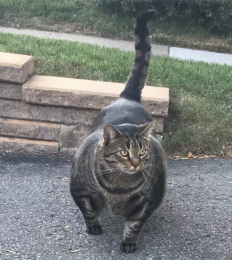 Кошка качок