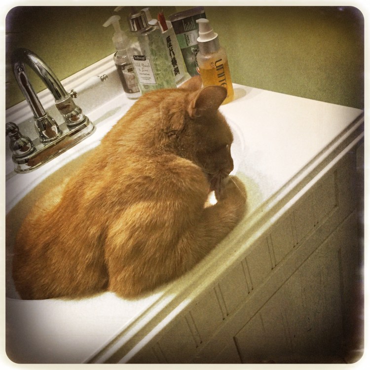 Мускулистый сфинкс