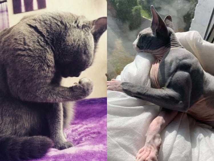 Коты с мускулами