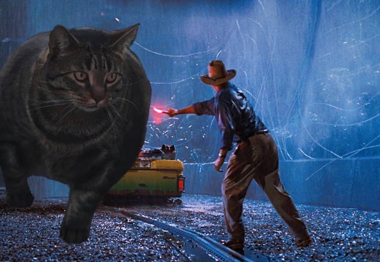 Сильный кот