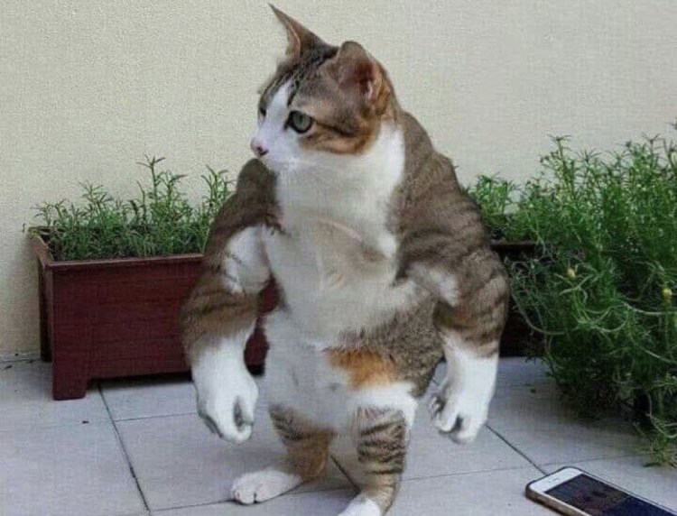 Кот бодибилдер