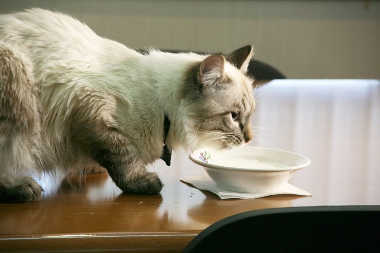 Кот с миской молока