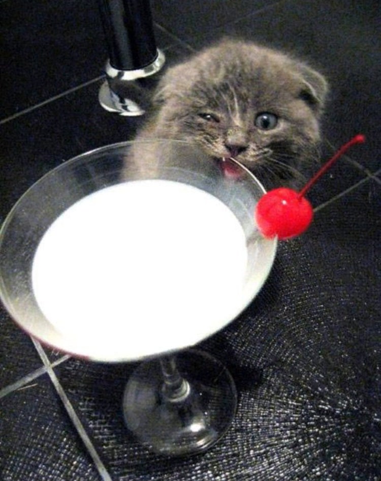 Котенок лакает