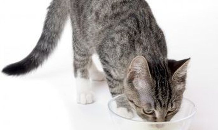 Котик лакает молоко на полу