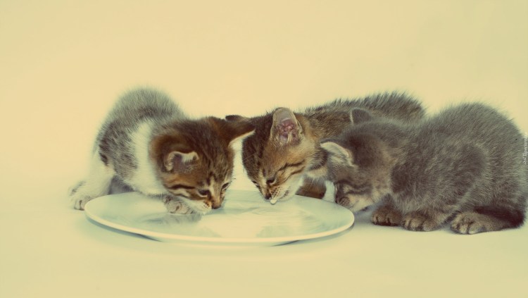 Кошка пьет молоко из блюдца