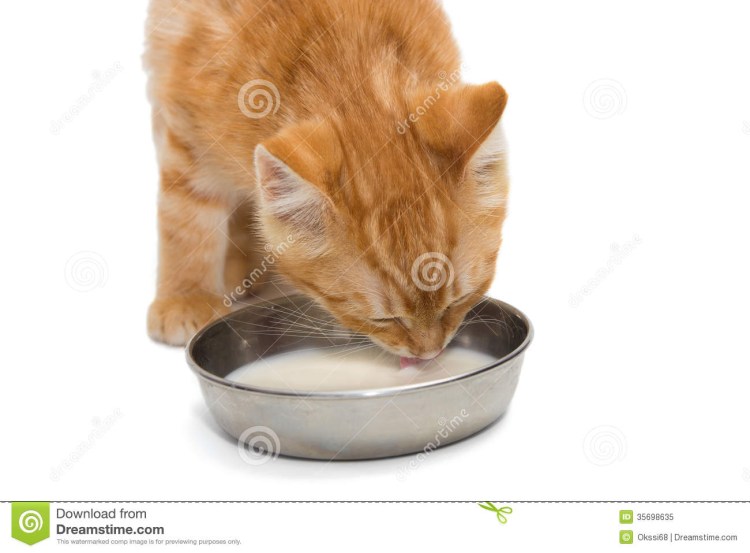 Котенок в миске с молоком
