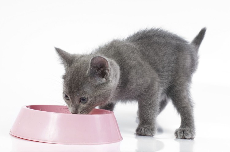 Котенок пьет молоко