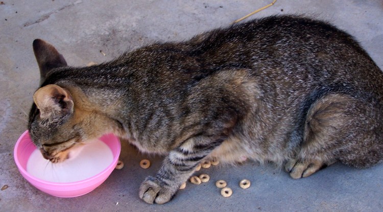 Кошка пьет молоко