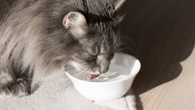 Кошка и молоко