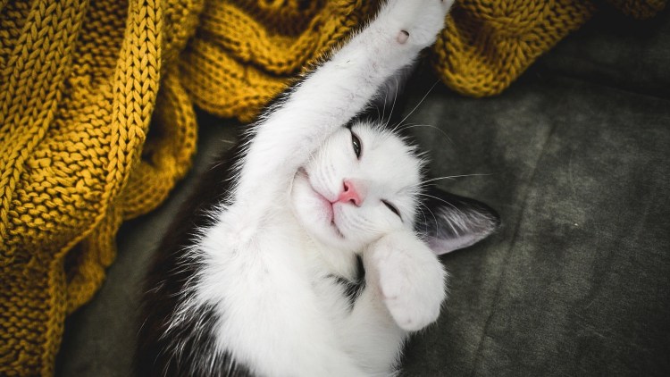 Фото мимимишных котиков