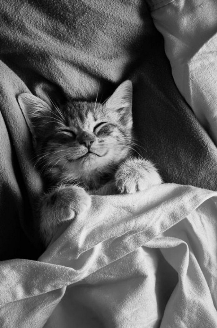 Кошка подмигивает