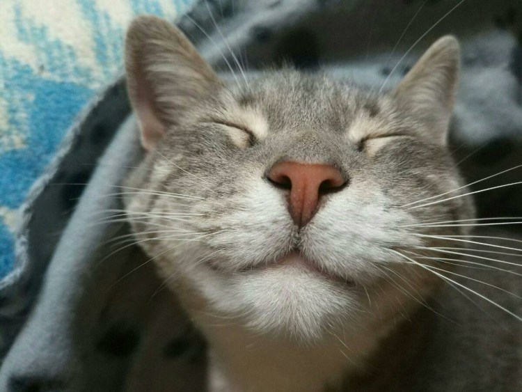 Кот смеется